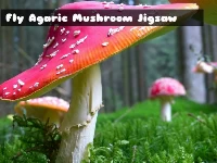 Fly agaric mushroom