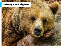 Grizzly bear jigsaw